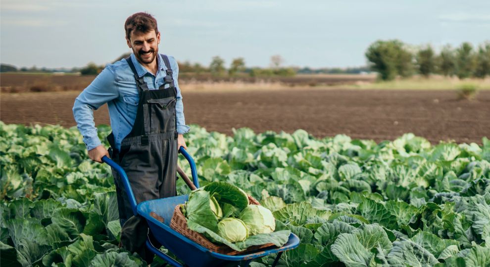 Farmer using wheelbarrow