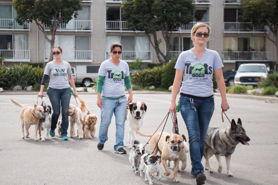 Trots Dogs employees walking multiple dogs